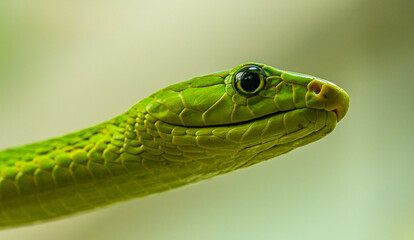 western green mamba (Dendroaspis viridis) portrait