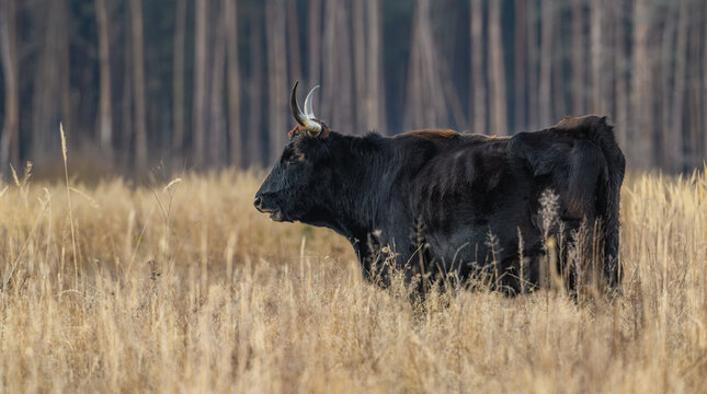 wild tauros, aurochs-like cattle