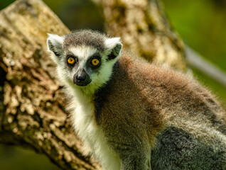 ring-tailed lemur (Lemur catta) staring