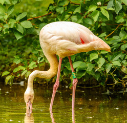 flamingo (Phoenicopterus) feeding in water