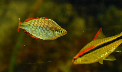 small aquarium fish in detail