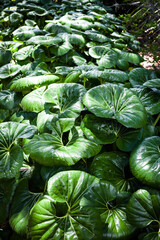 Tropical green leaf pattern plants