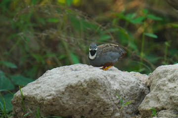 King quail, Blue-breasted quail, Asian blue quail, (Excalfactoria chinensis) male bird watching in the forest.