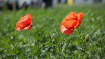 red poppy flowers