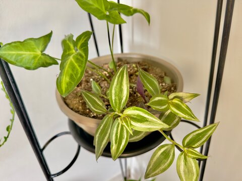 Verde que inspira frescura e vitalidade. Uma folha brilhante que capta a luz e transmite com calma o pormenor perfeito da natureza a qualquer espa&ccedil;o.