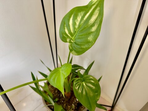 Verde que inspira frescura e vitalidade. Uma folha brilhante que capta a luz e transmite com calma o pormenor perfeito da natureza a qualquer espa&ccedil;o.