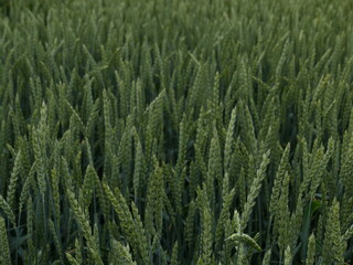 green wheat field