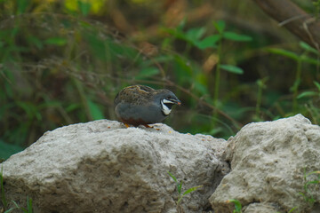 King quail, Blue-breasted quail, Asian blue quail, (Excalfactoria chinensis) male bird watching in the forest.