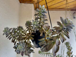 A beleza minimalista da natureza em suspensão. Este pendente suculento transforma qualquer canto...