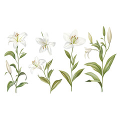 Obraz premium White lily flowers isolated on a transparent background