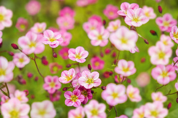Delicate pink flowers bloom of Saxifraga arendsii in abundance during springtime at a tranquil garden setting with vibrant greenery