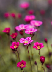 Vibrant pink flowers bloom of Saxifraga arendsii  gracefully in a garden during springtime, showcasing nature's beauty and color diversity