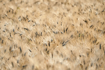 4월의 들판에는 보리가 익어간다