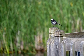 Grey wagtail Motacilla Cinerea perched on a wooden fence with a blurred green background