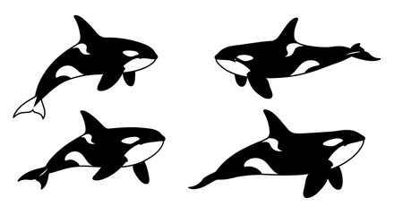 Four Orca Whales in Different Poses