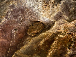 common tree frog camouflaged on sandstone rock in southern utah cliff