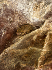 common tree frog camouflaged on sandstone rock in southern utah cliff