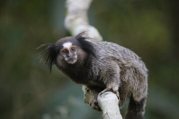capuchin monkey