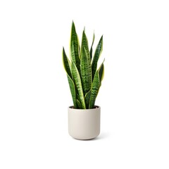 aloe vera plant in pot