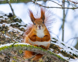 Young squirrel sitting on a tree in winter
