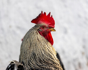 Red comb rooster close-up on white background
