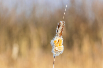 reed close-up on a blurred autumn background
