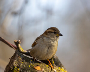Young sparrow close-up in branches
