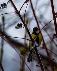A tit sits in the branches on a frosty day
