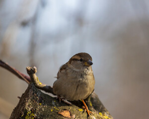 Young sparrow close-up in branches
