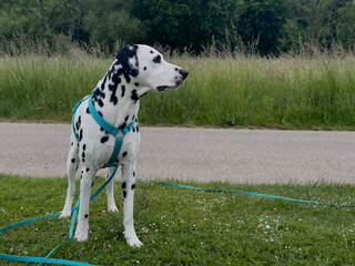 Dalmatian Dog on a Walk. A playful Dalmatian dog enjoys a walk in the great outdoors. The elegant...