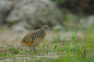 King quail, Blue-breasted quail, Asian blue quail, (Excalfactoria chinensis) female bird watching in the forest.