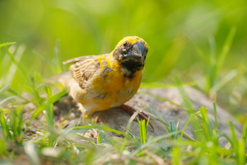 baya weaver (Ploceus philippinus) bird watching in the forest.