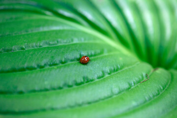 Tiny ladybug sitting on green leaf