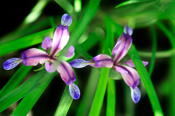 Colorful iris in summer garden