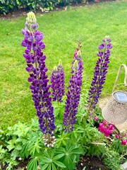 Farbiges Blumenbeet im Garten - Floristin
