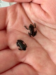 Kleiner Frosch auf der Hand