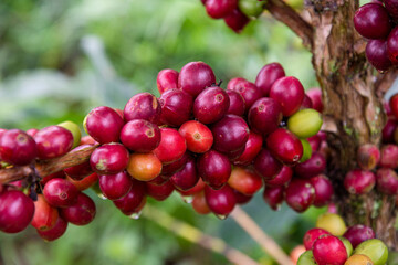 ripe coffee beans on the plant ready for harvesting