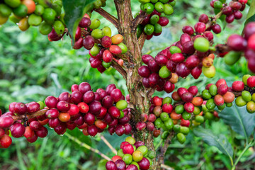ripe coffee beans on the plant ready for harvesting