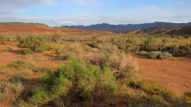 Spring Red Desert with saxaul trees in the Boguty Mountains in Almaty Region, Kazakhstan