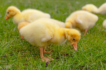 Funny small bright  yellow goslings on the green grass