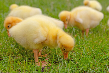 Funny small bright  yellow goslings on the green grass