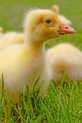 Funny small bright  yellow goslings on the green grass