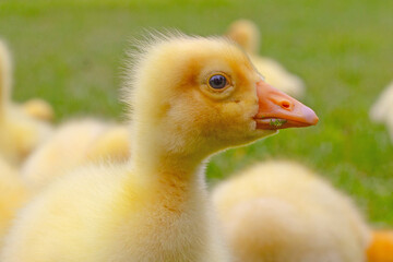 Funny small bright  yellow goslings on the green grass