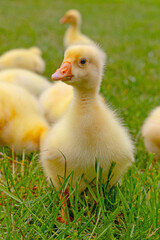 Funny small bright  yellow goslings on the green grass