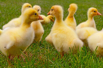Funny small bright  yellow goslings on the green grass