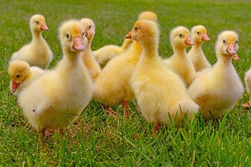 Funny small bright  yellow goslings on the green grass