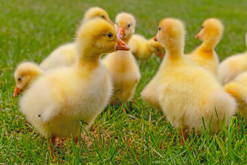 Funny small bright  yellow goslings on the green grass