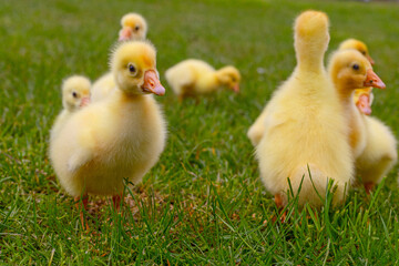 Funny small bright  yellow goslings on the green grass