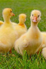 Funny small bright  yellow goslings on the green grass