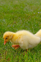 Funny small bright  yellow goslings on the green grass